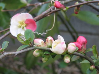 Japanese Quince Flower