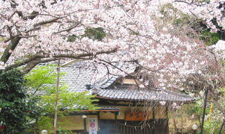 Cherry Blossums Day